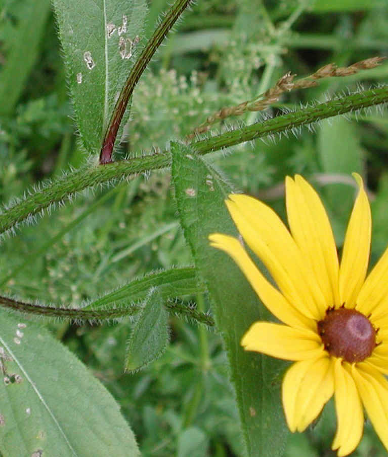 Black-eyed Susan, Hairy (Rudbeckia hirta) - 06a