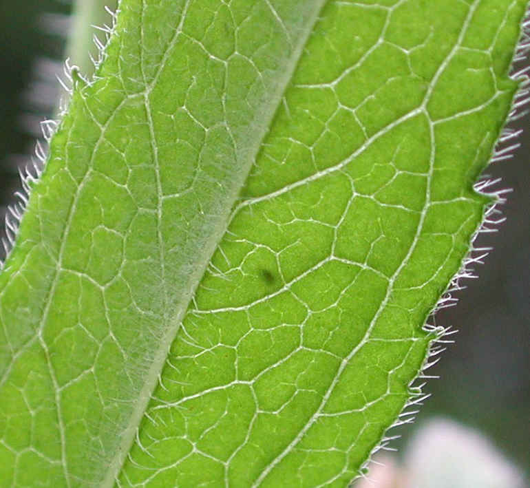 Black-eyed Susan, Hairy (Rudbeckia hirta) - 07