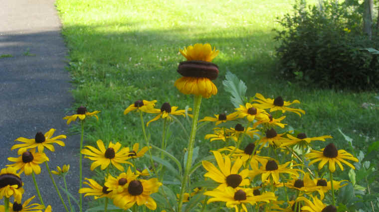 Black-eyed Susan, Hairy (Rudbeckia hirta) - 08