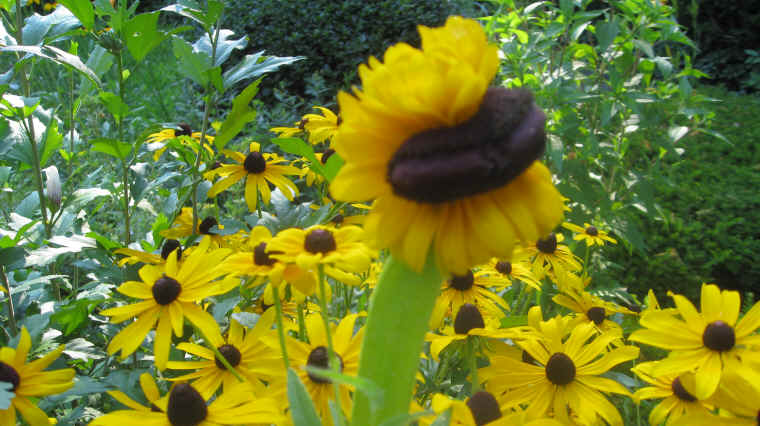 Black-eyed Susan, Hairy (Rudbeckia hirta) - 09