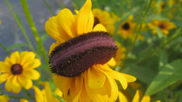 Black-eyed Susan, Hairy (Rudbeckia hirta) - 10