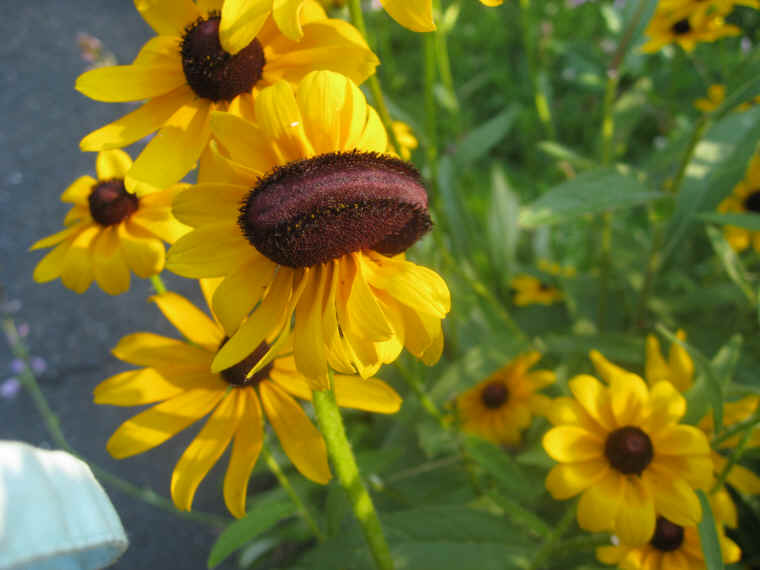 Black-eyed Susan, Hairy (Rudbeckia hirta) - 11