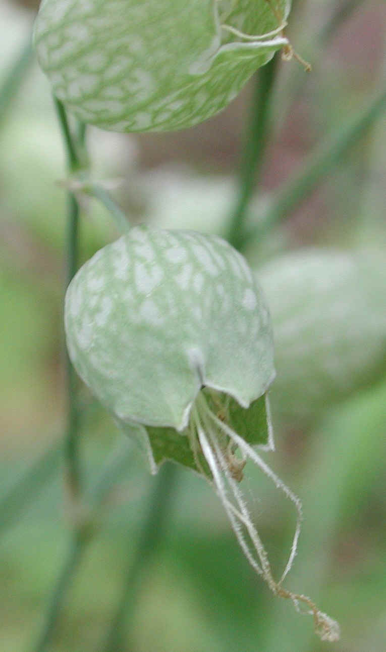 Bladder Campion - 04
