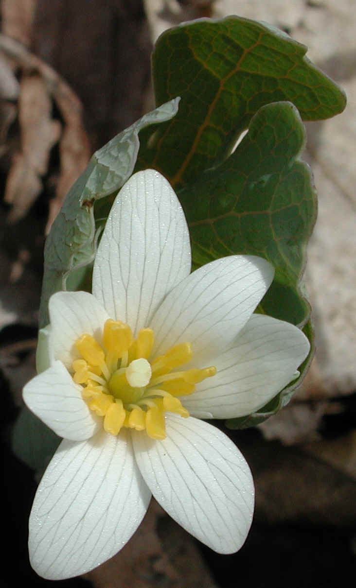 Bloodroot (Sanguinaria canadensis) - 08