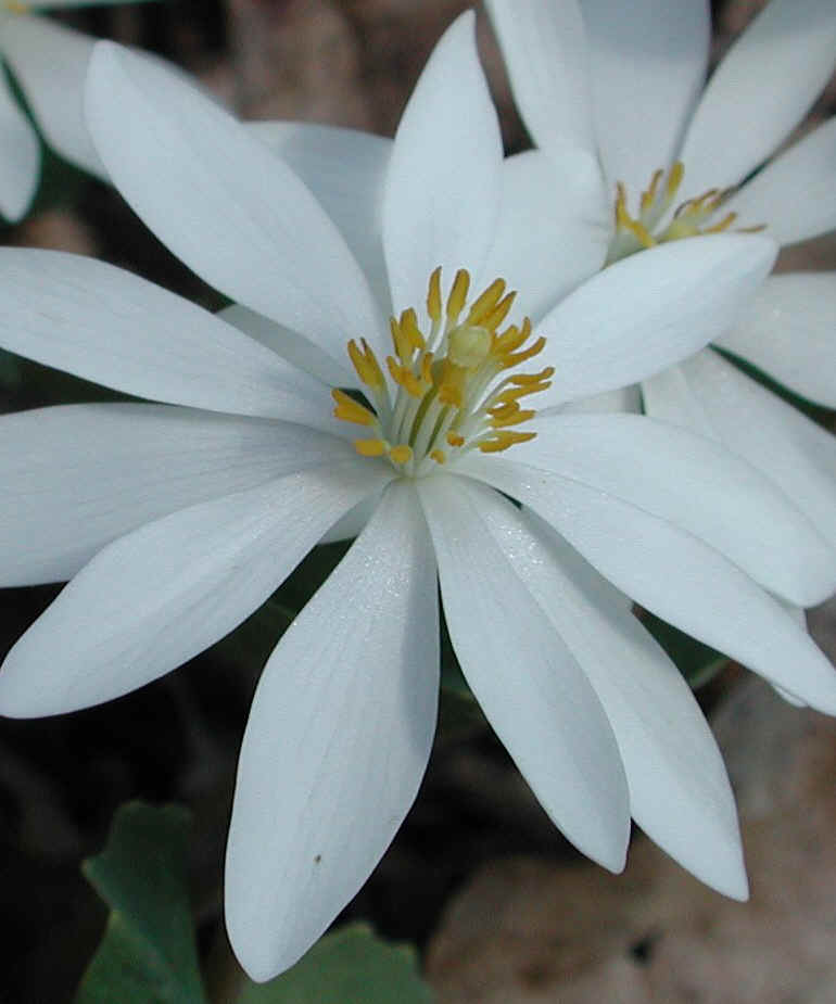 Bloodroot (Sanguinaria canadensis) - 14a