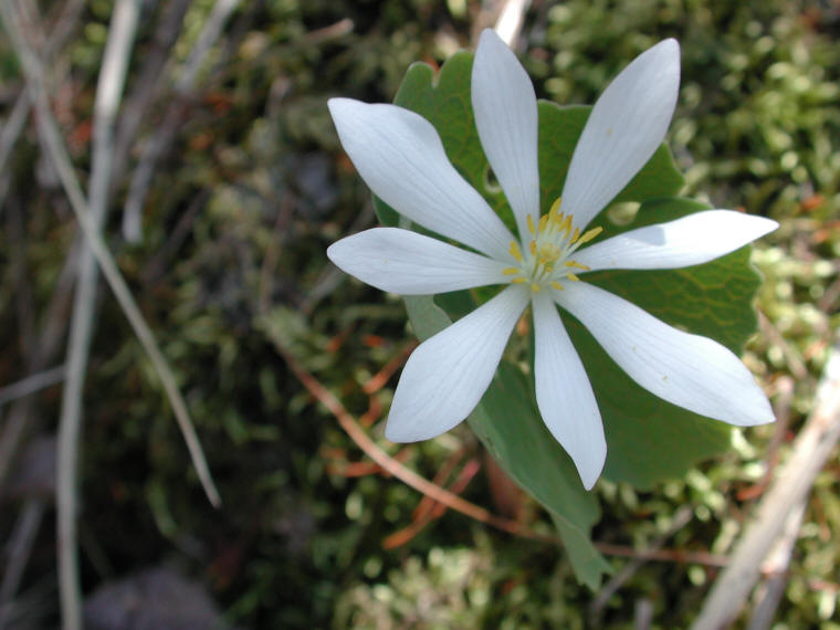 Bloodroot (Sanguinaria canadensis) - 18