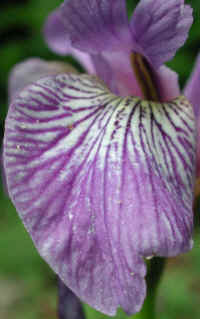 Blue Flag Iris (Iris versicolor) - 04