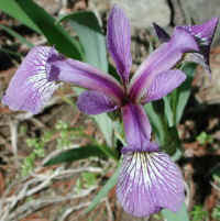 Blue Flag Iris (Iris versicolor) - 07