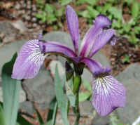 Blue Flag Iris (Iris versicolor) - 08