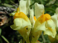 Butter and Eggs (Linaria vulgaris) - 06