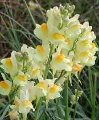 Butter and Eggs (Linaria vulgaris) - 12