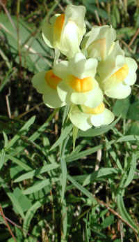 Butter and Eggs (Linaria vulgaris) - 13