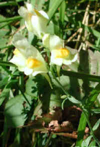 Butter and Eggs (Linaria vulgaris) - 04