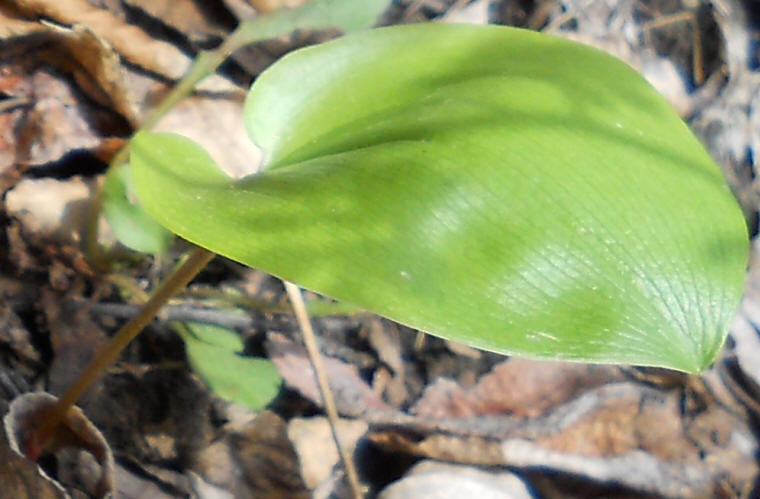 Canada Mayflower (Maianthemum canadense) - 11b