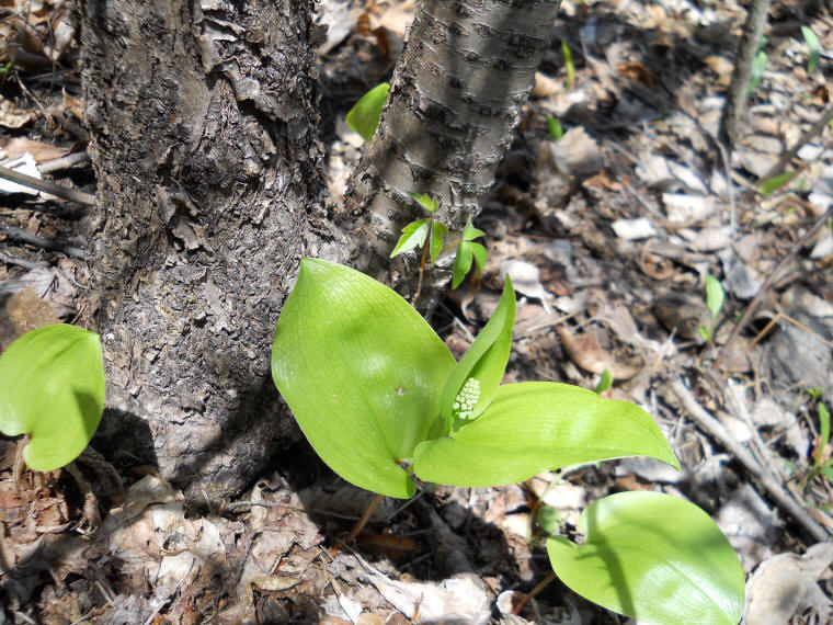 Canada Mayflower (Maianthemum canadense) - 12