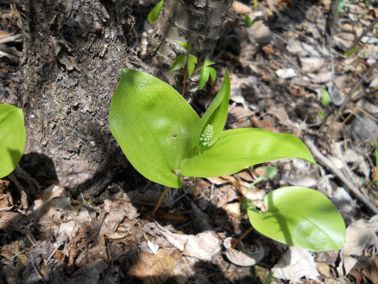 Canada Mayflower (Maianthemum canadense) - 13