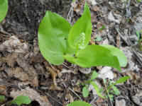 Canada Mayflower (Maianthemum canadense) - 15