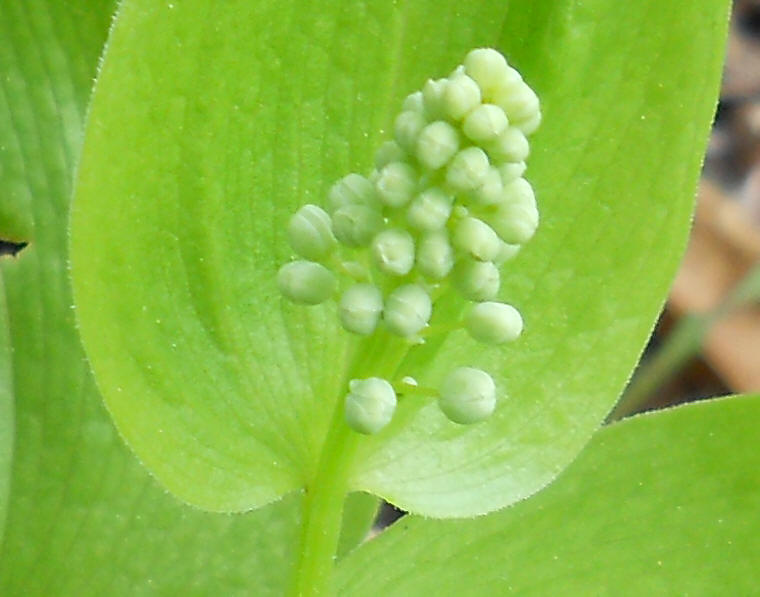 Canada Mayflower (Maianthemum canadense) - 15a