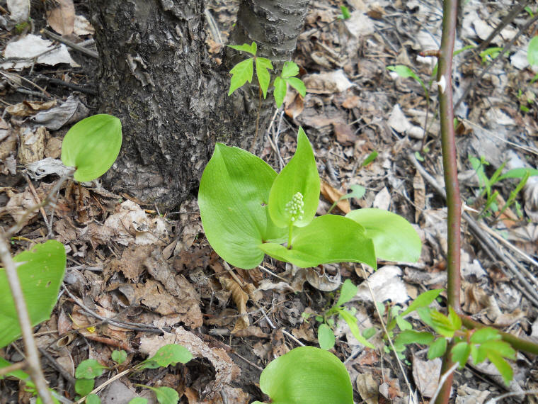 Canada Mayflower (Maianthemum canadense) - 17