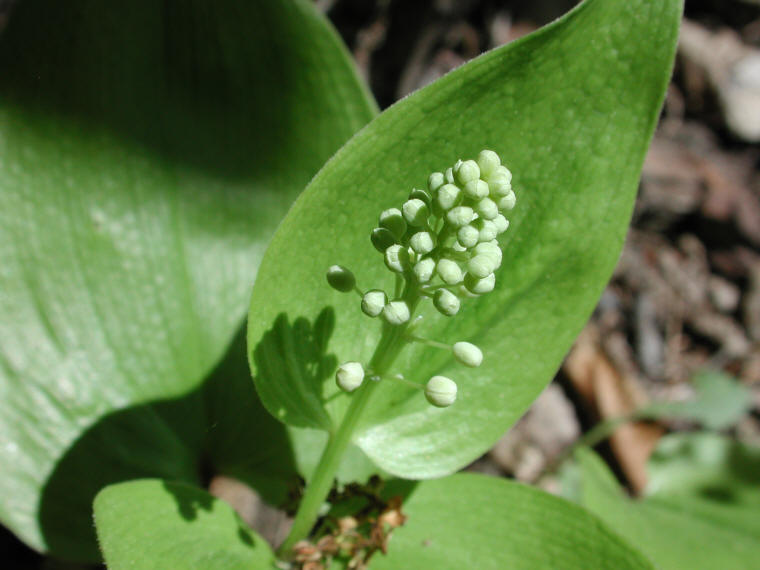 Canada Mayflower (Maianthemum canadense) - 18