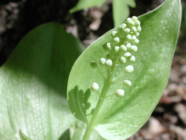 Canada Mayflower (Maianthemum canadense) - 19