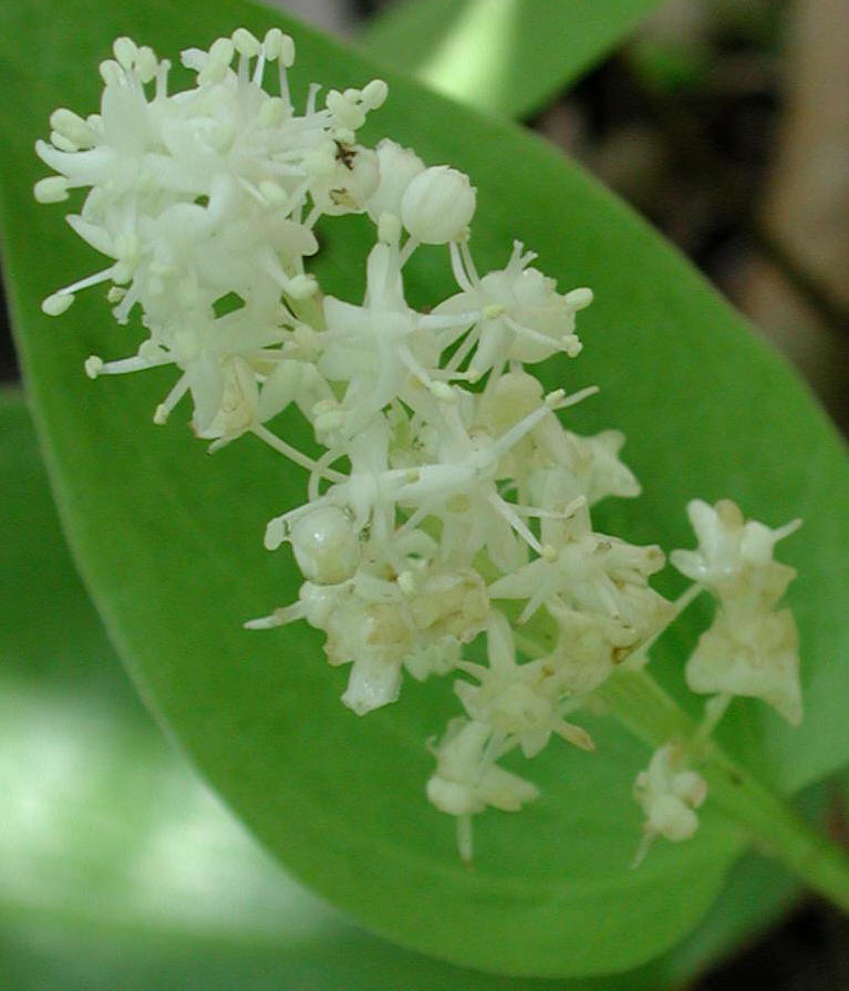 Canada Mayflower (Maianthemum canadense) - 23