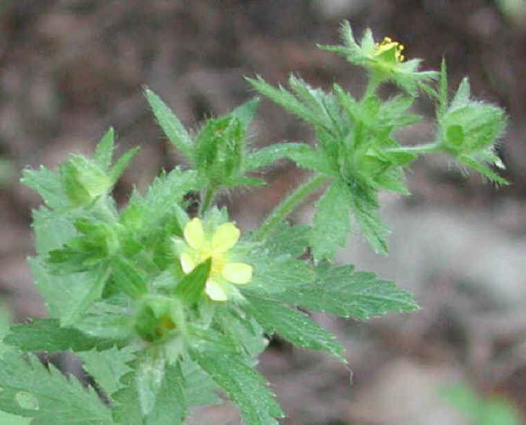 Rough Cinquefoil (Potentilla norvegica) - 01b