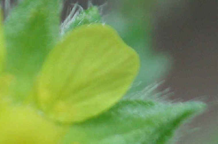 Rough Cinquefoil (Potentilla norvegica) - 03a