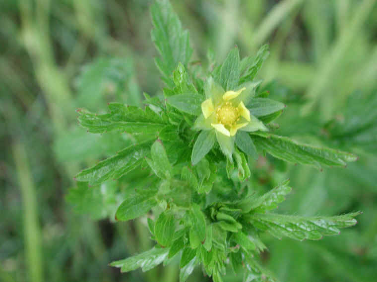 Rough Cinquefoil (Potentilla norvegica) - 05