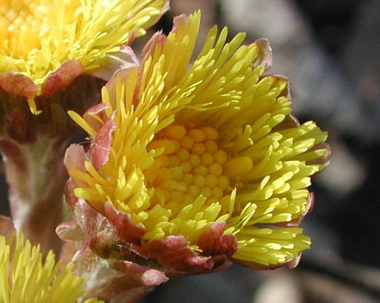 Coltsfoot (Tussilago farfara) - 19