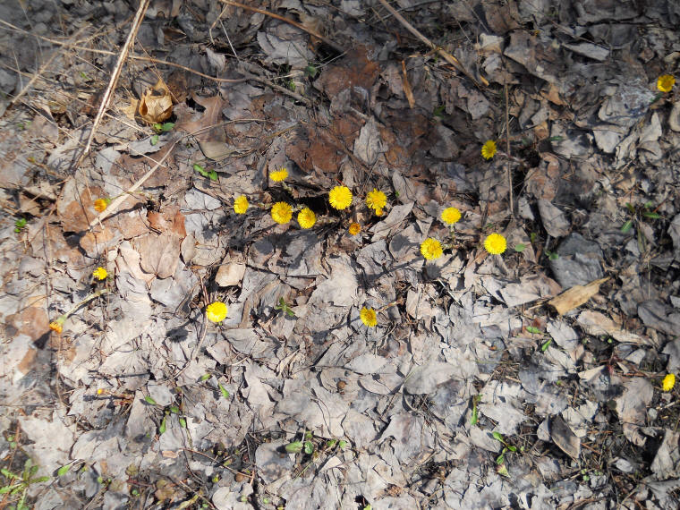 Coltsfoot (Tussilago farfara) - 24