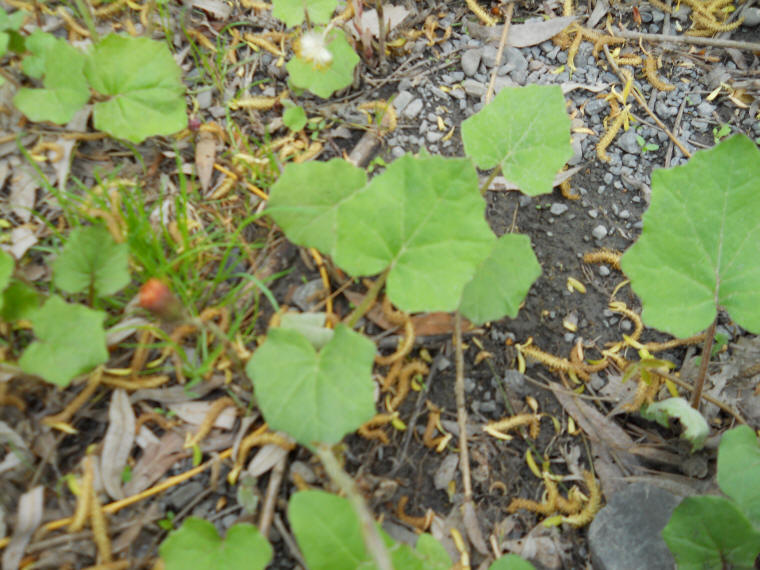 Coltsfoot (Tussilago farfara) - 27