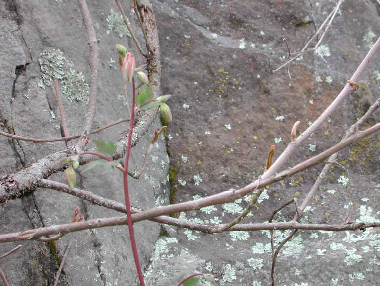 Columbine or Rock Bell (Aquilegia canadensis) - 07