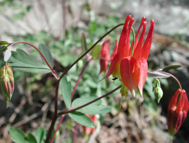 Columbine or Rock Bell (Aquilegia canadensis) - 08