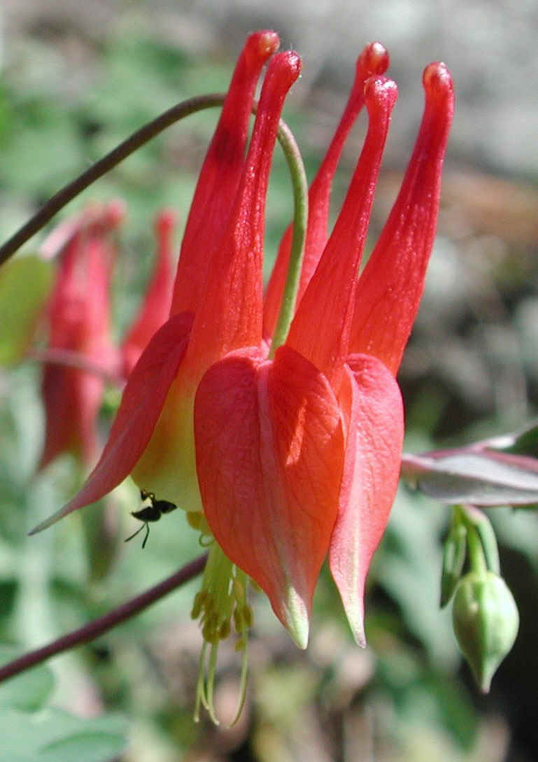 Columbine or Rock Bell (Aquilegia canadensis) - 08a