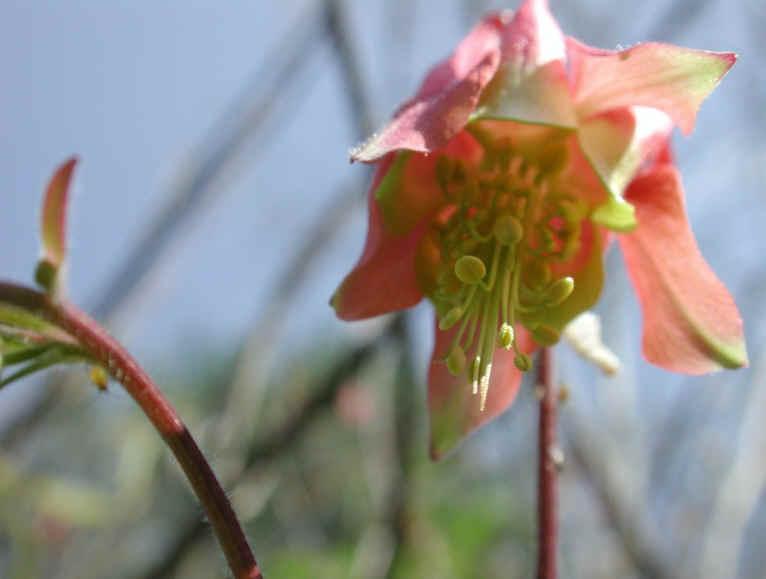 Columbine or Rock Bell (Aquilegia canadensis) - 10