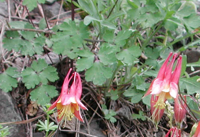 Columbine or Rock Bell (Aquilegia canadensis) - 11a