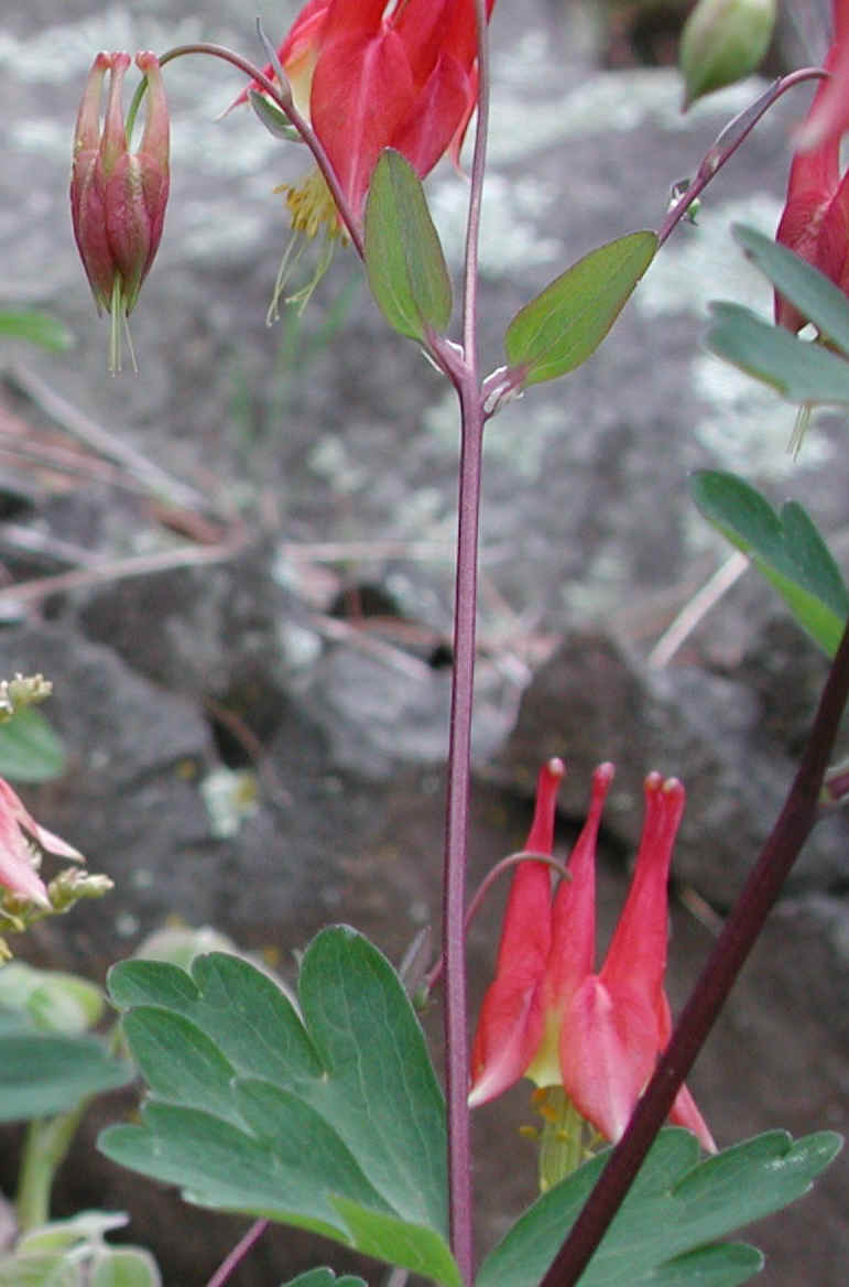 Columbine or Rock Bell (Aquilegia canadensis) - 12a
