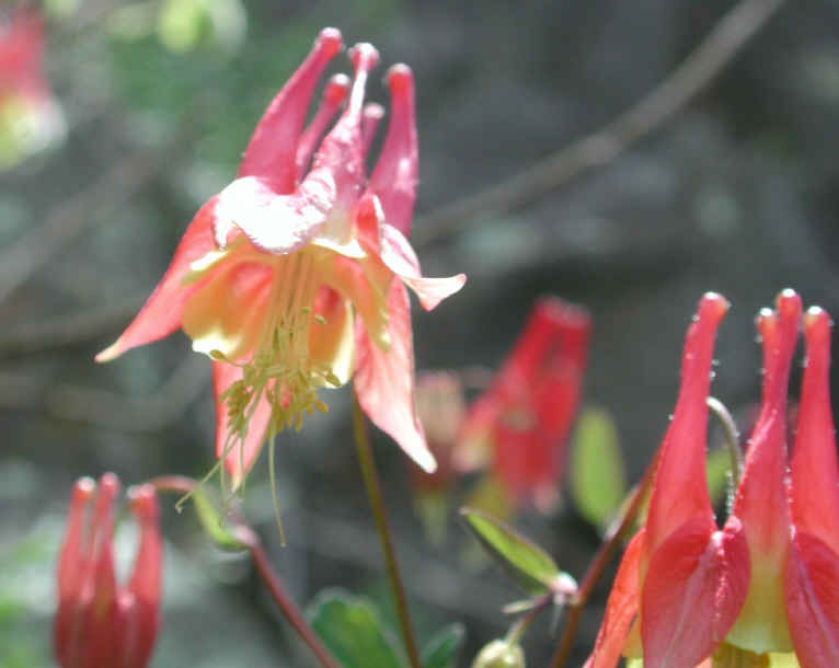 Columbine or Rock Bell (Aquilegia canadensis) - 13
