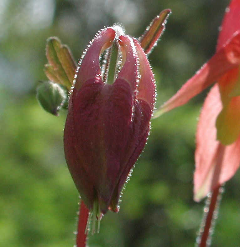 Columbine or Rock Bell (Aquilegia canadensis) - 16