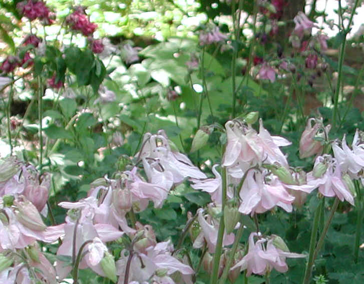 Columbine, Shortspur (Aquilegia brevistyla) - 02