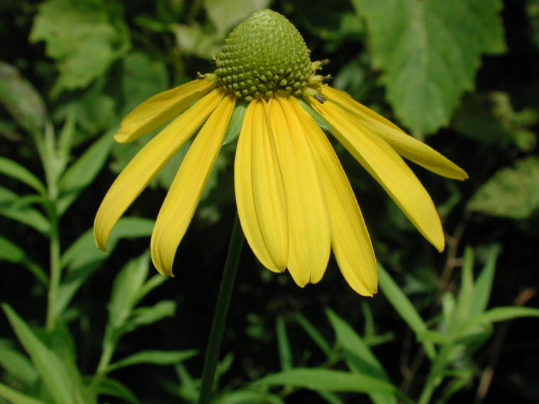 Coneflower, Green-Headed (Rudbeckia laciniata) - 07