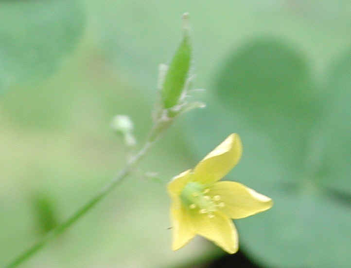 Creeping Wood Sorrel (Oxalis corniculata) - 01