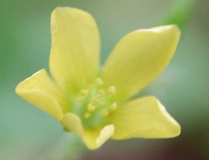 Creeping Wood Sorrel (Oxalis corniculata) - 03