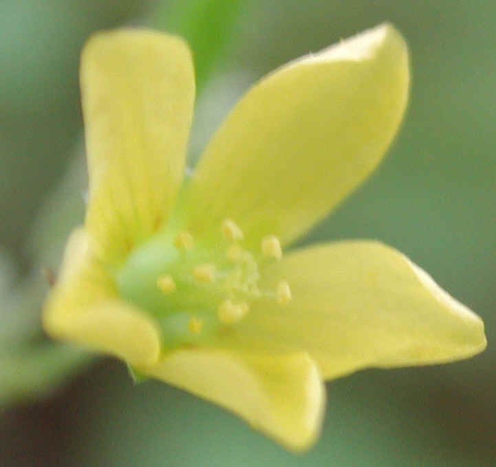 Creeping Wood Sorrel (Oxalis corniculata) - 04