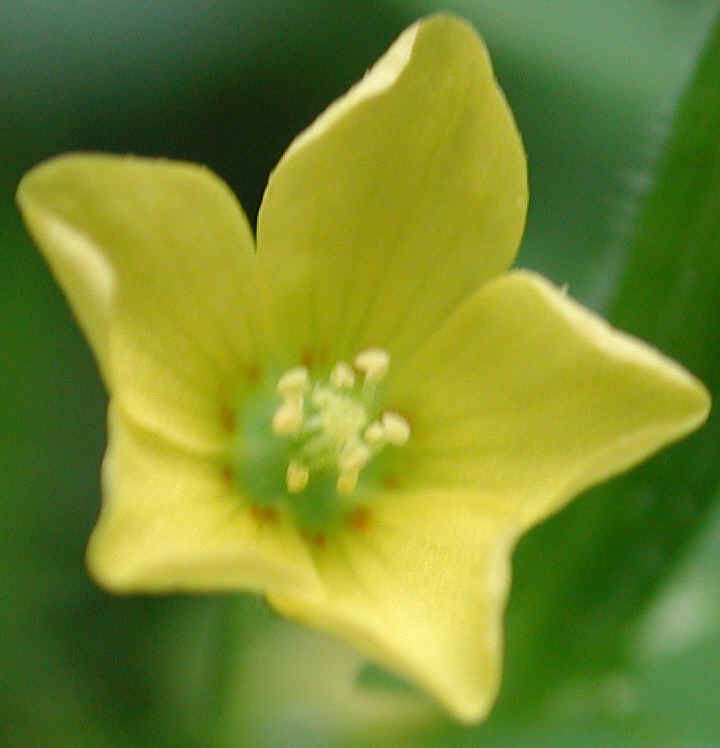 Creeping Wood Sorrel (Oxalis corniculata) - 06