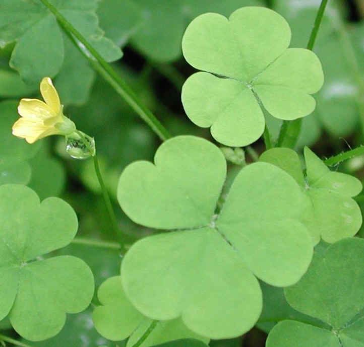 Creeping Wood Sorrel (Oxalis corniculata) - 07a