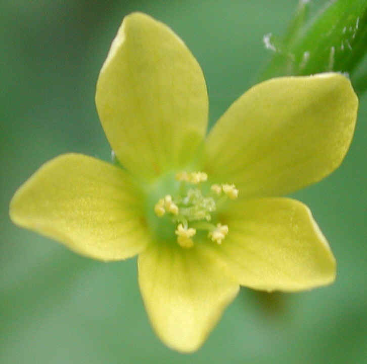 Creeping Wood Sorrel (Oxalis corniculata) - 11