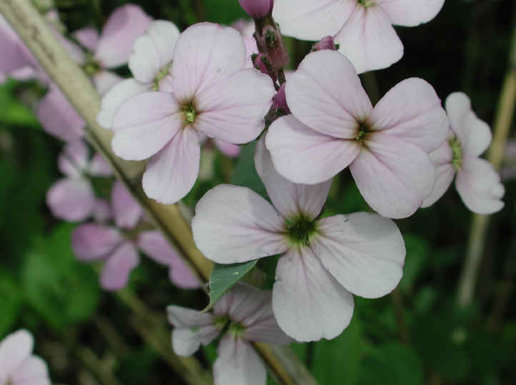 Dame's Rocket (Hesperis matronalis) - 02