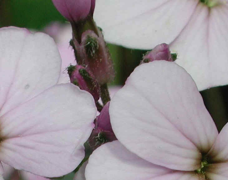 Dame's Rocket (Hesperis matronalis) - 02a
